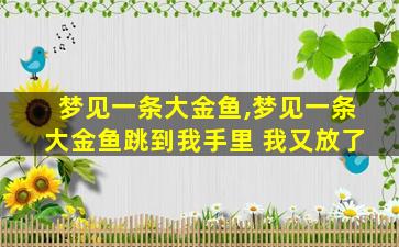 梦见一条大金鱼,梦见一条大金鱼跳到我手里 我又放了